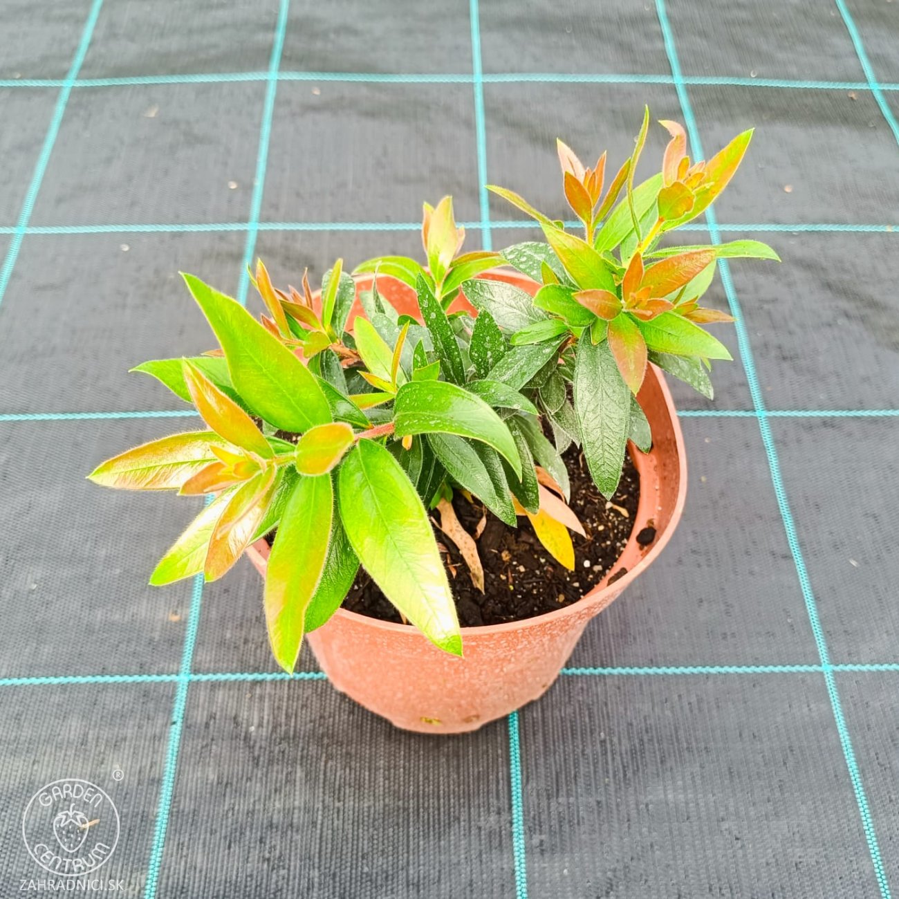 Obrázok Tyčinkovec vŕbovitý (Callistemon viminalis) ´RED ROCKET´® - výška 10-20 cm, kont. C2L